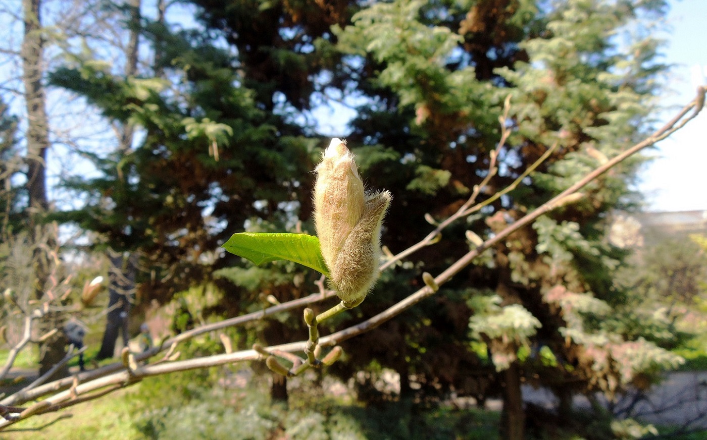 Image of Magnolia kobus specimen.