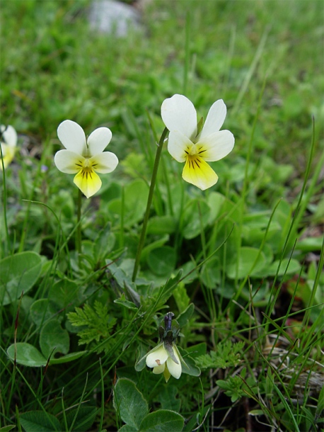 Image of Viola arvensis specimen.