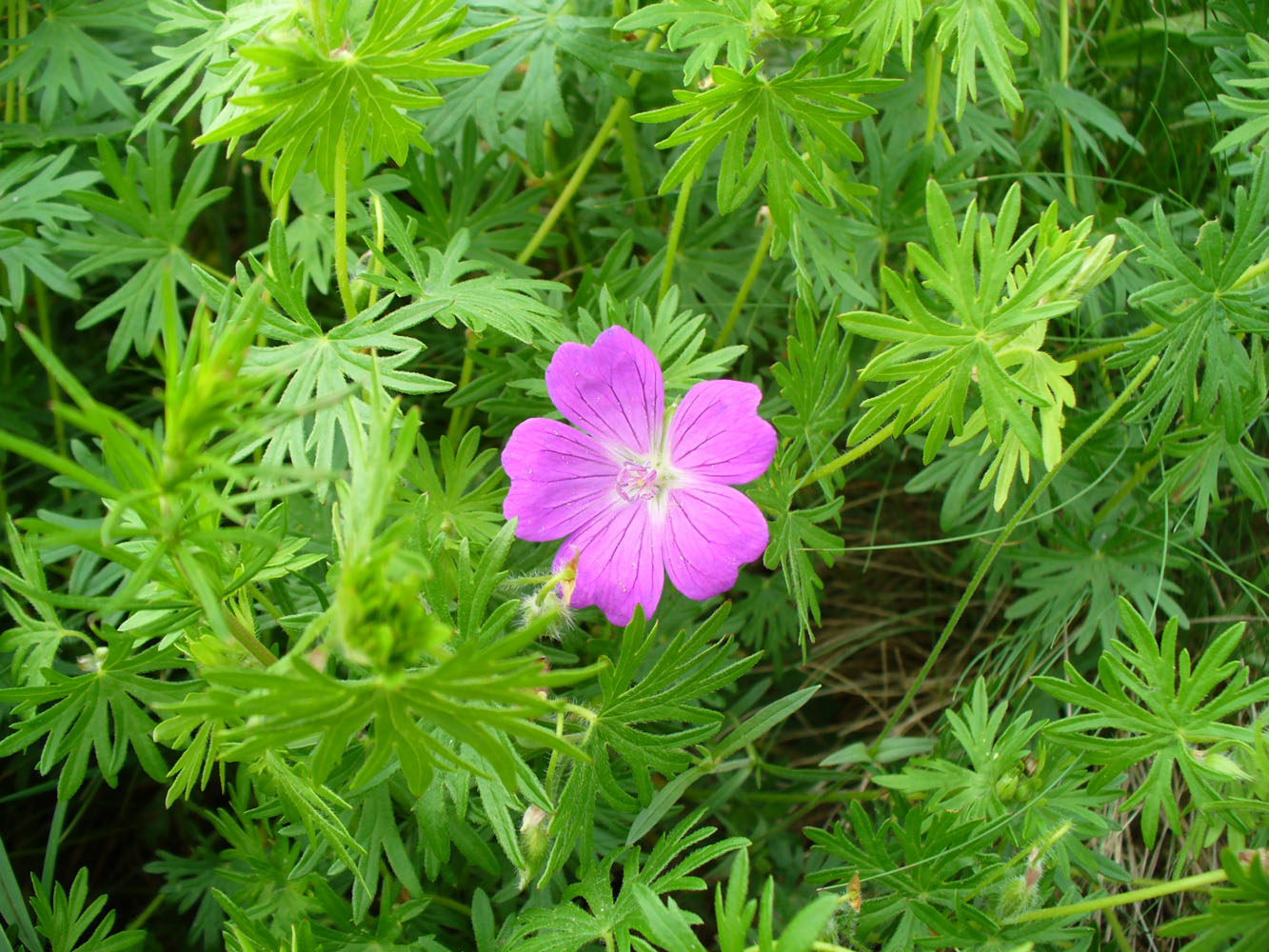 Изображение особи Geranium sanguineum.