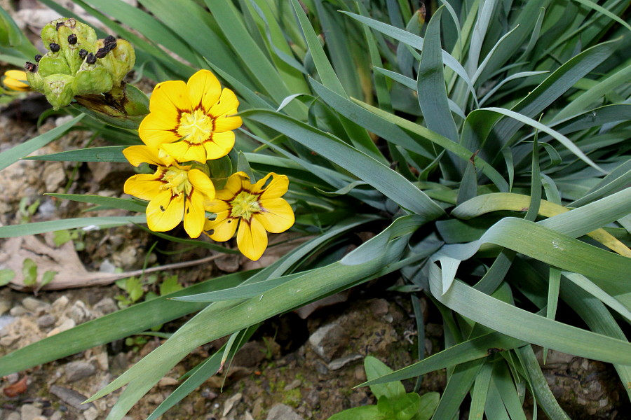 Image of Sisyrinchium macrocarpum specimen.