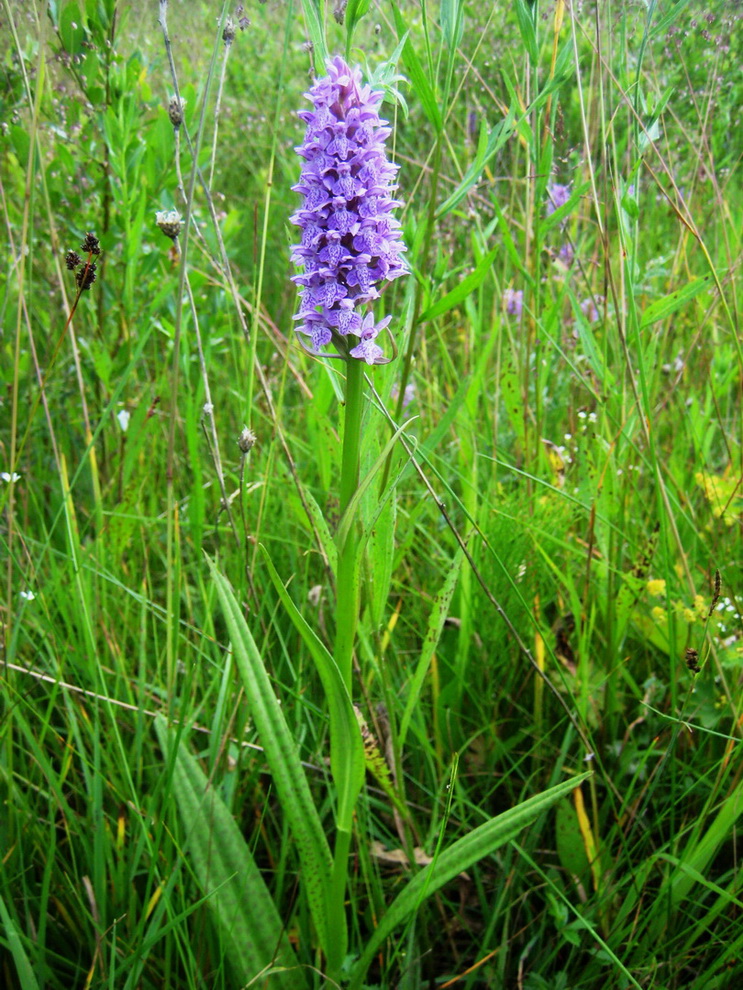 Изображение особи Dactylorhiza baltica.