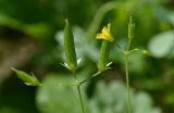 Oxalis stricta