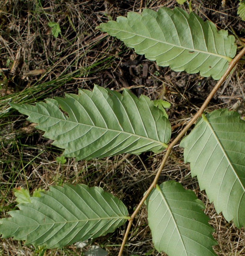 Image of Zelkova serrata specimen.