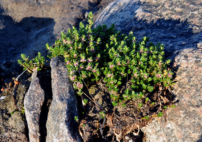 Image of Glaux maritima specimen.