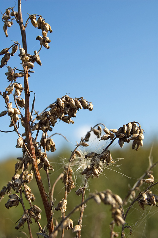 Изображение особи Artemisia vulgaris.