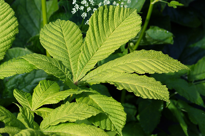 Image of genus Aesculus specimen.