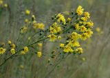 Hieracium umbellatum. Верхушка цветущего растения. Московская обл., Раменский р-н, окрестности дер. Хрипань, сухой луг. 24.08.2009.