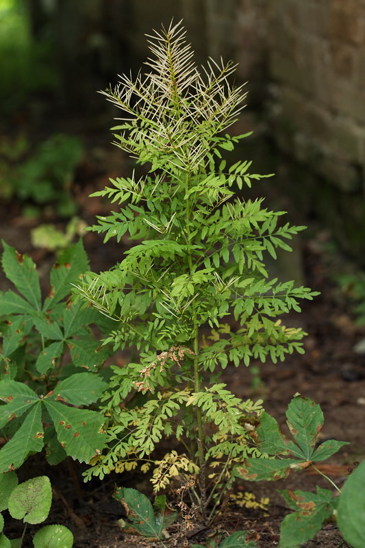 Image of Cardamine impatiens specimen.