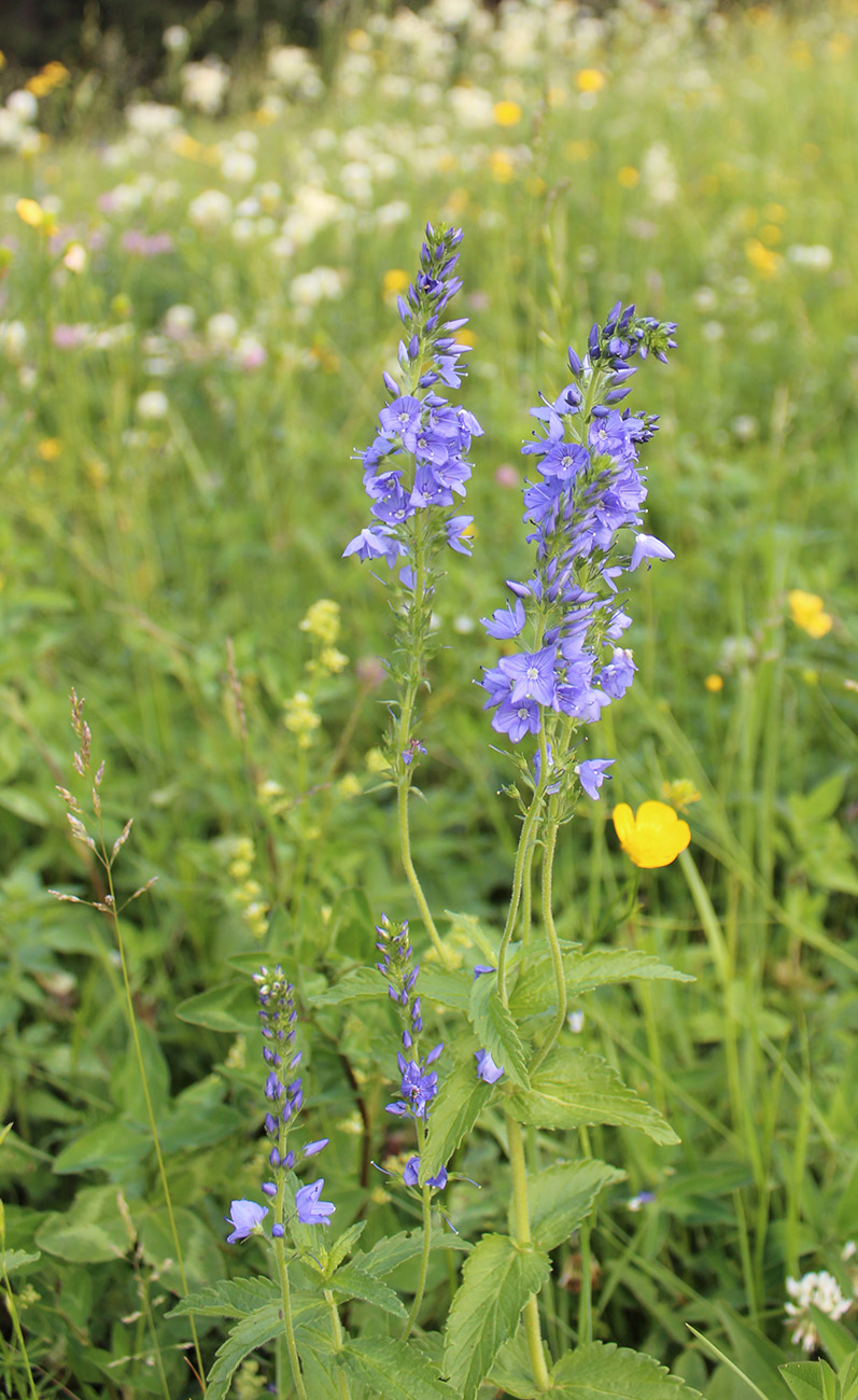 Image of Veronica teucrium specimen.