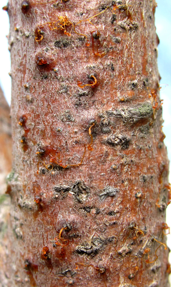 Image of Salix myrsinifolia specimen.