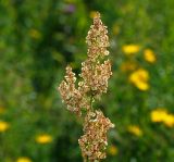 Rumex acetosa