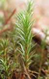 Polytrichum juniperinum