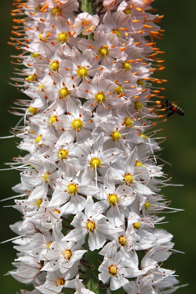 Изображение особи Eremurus robustus.