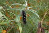 Hippophae rhamnoides. Верхушка вегетативного побега с кормящейся гусеницей волнянки. Новгородская обл., г. Боровичи, Бобровские горы, обрыв к правому берегу р. Мста. 06.09.2015.