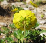 Potentilla gelida. Цветок (вид со стороны чашечки). Адыгея, Кавказский биосферный заповедник, склон горы Абадзеш, ≈ 2200 м н.у.м., альпийский луг, в русле временного водотока. 28.06.2015.