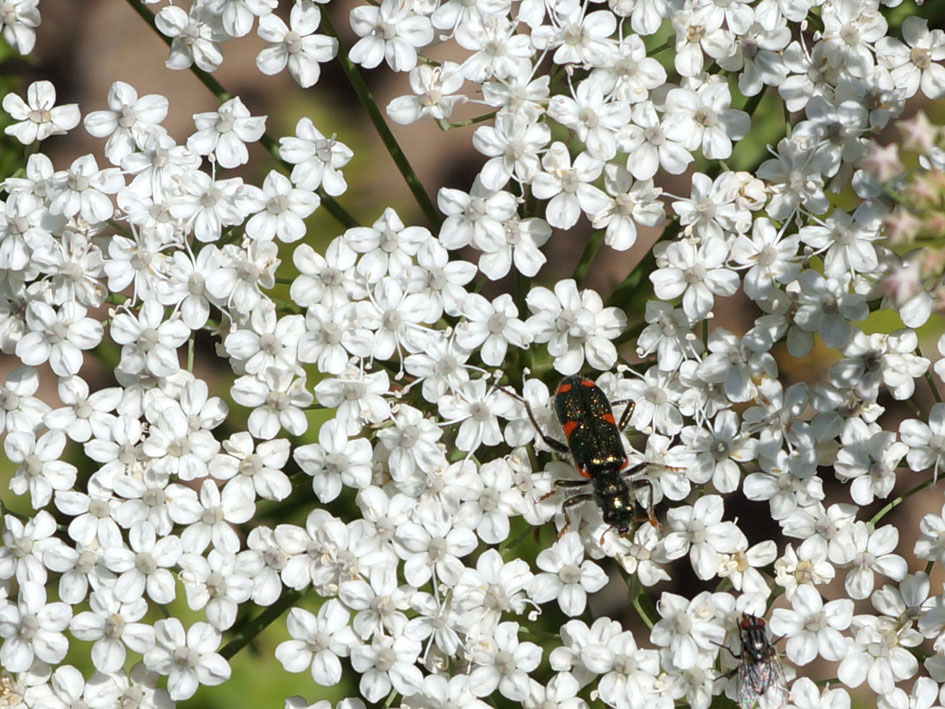 Image of genus Seseli specimen.