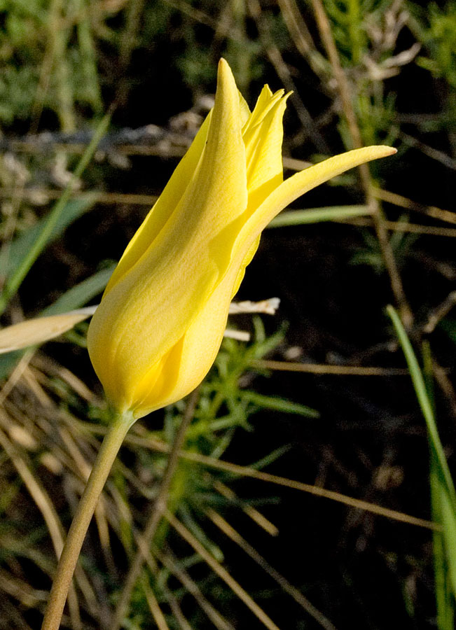 Image of Tulipa corynestemon specimen.