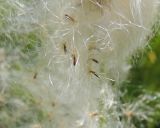 Eriophorum vaginatum. Плоды-орешки с летучками. Коми, г. Печора, пойменное болото. 07.07.2013.