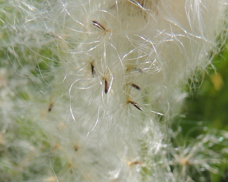 Изображение особи Eriophorum vaginatum.