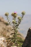 Olgaea pectinata. Цветущее растение. Южный Казахстан, горы Алатау (Даубаба), Западное ущелье, Западный перевал, 1560 м н.у.м. 14.07.2014.