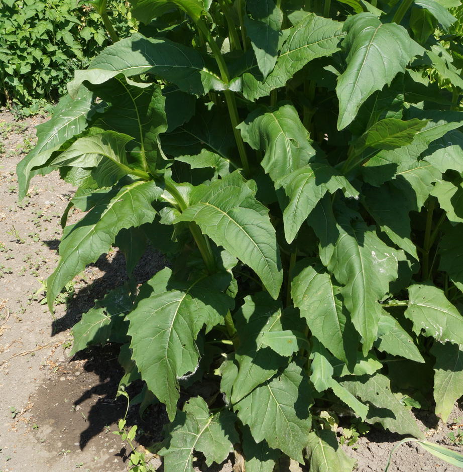 Image of Silphium perfoliatum specimen.