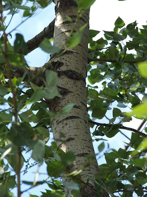 Image of Populus &times; sibirica specimen.