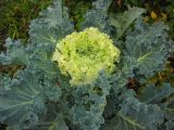 Brassica разновидность viridis