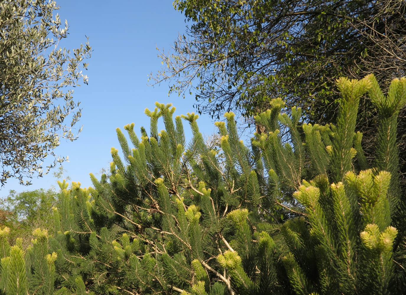 Image of Calothamnus villosus specimen.