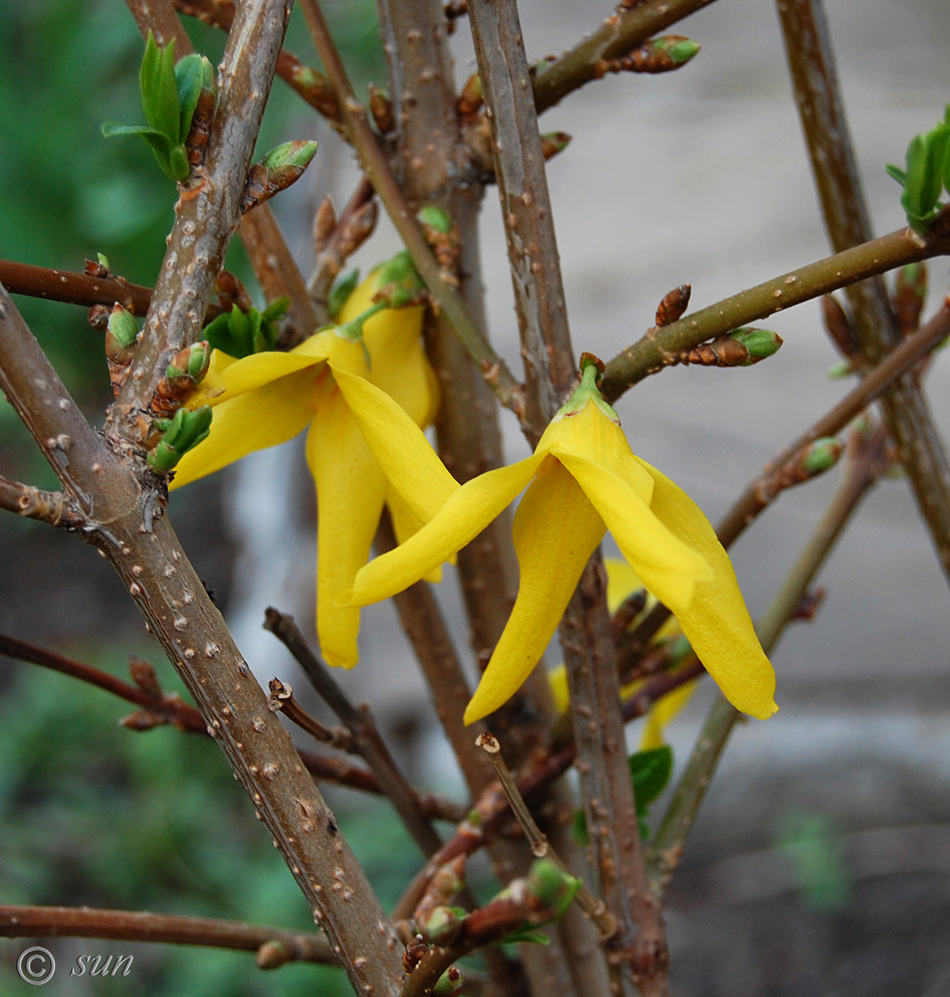 Image of genus Forsythia specimen.