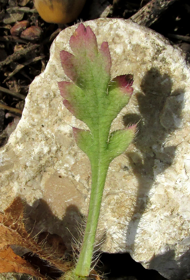 Изображение особи Papaver stevenianum.