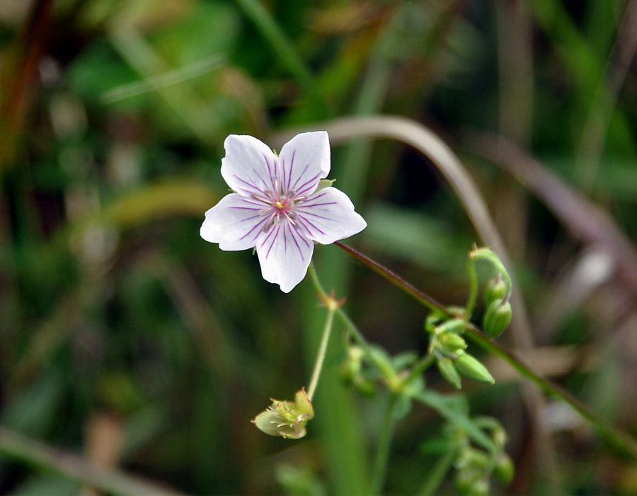 Image of Geranium sieboldii specimen.