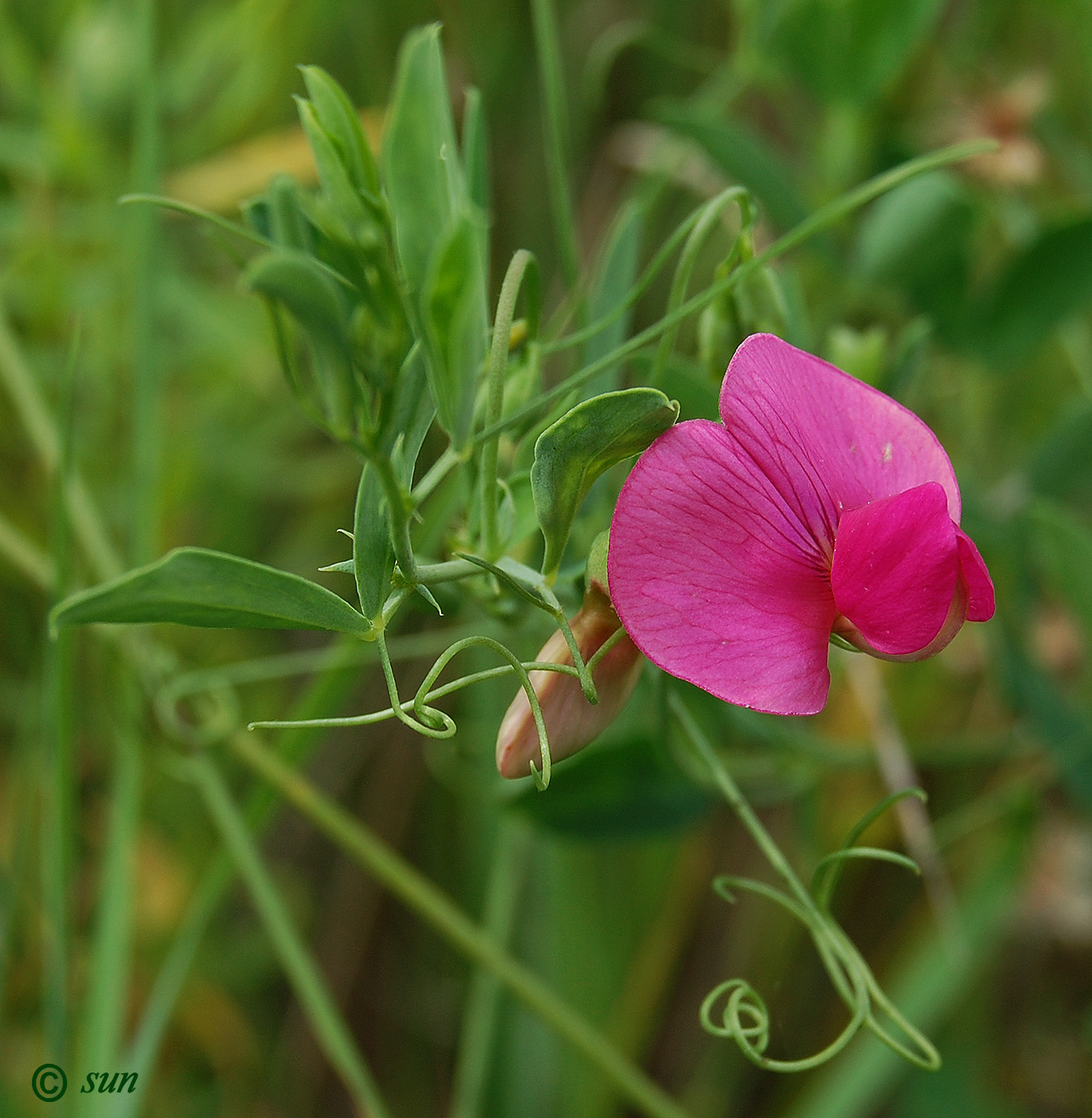 Image of Lathyrus tuberosus specimen.