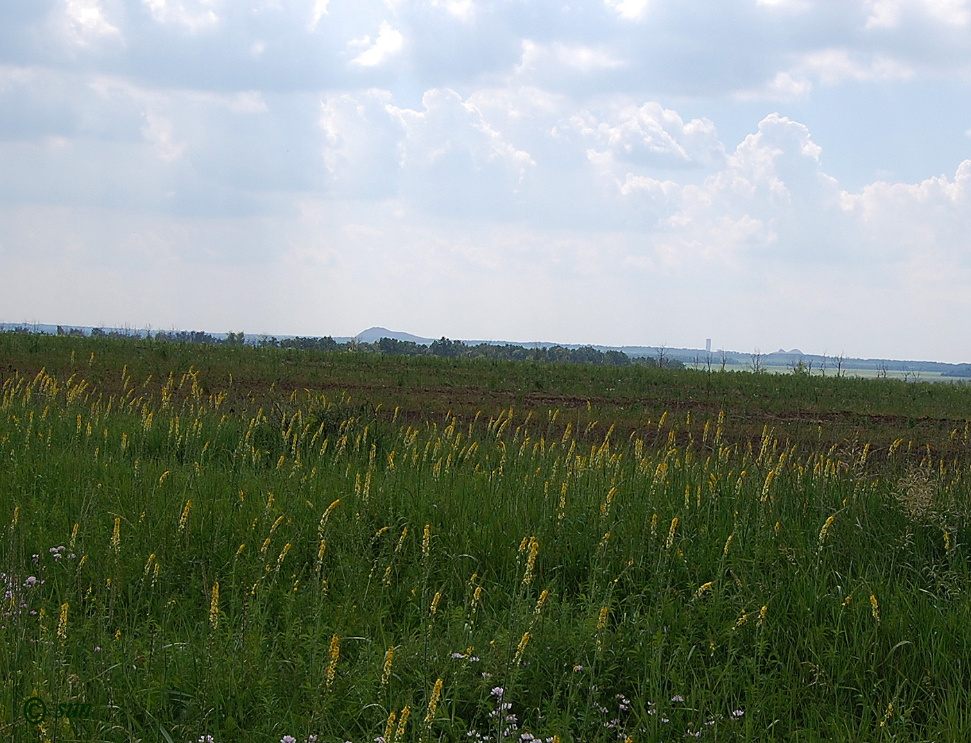 Image of Agrimonia eupatoria ssp. grandis specimen.