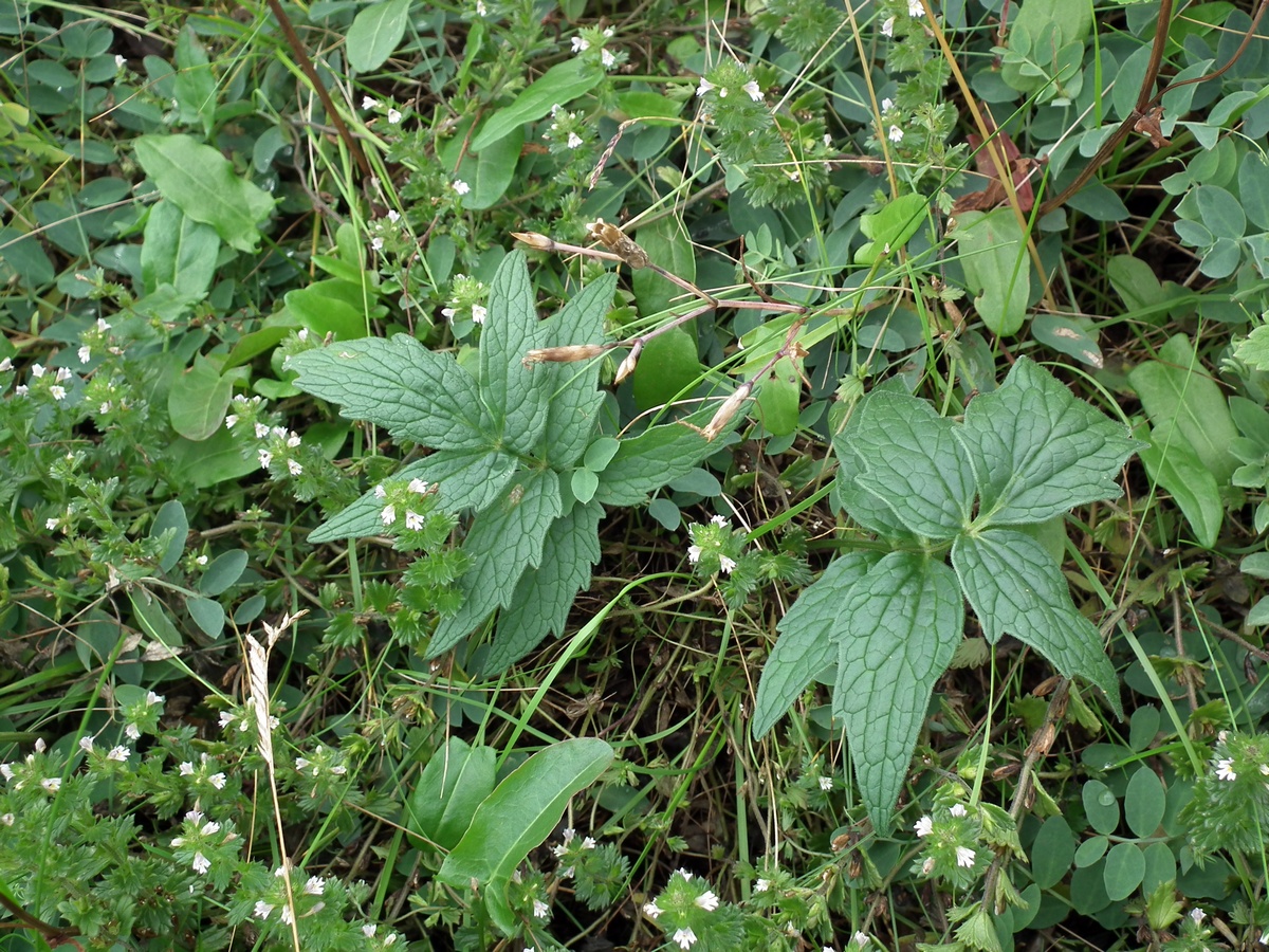 Изображение особи Valeriana sambucifolia.