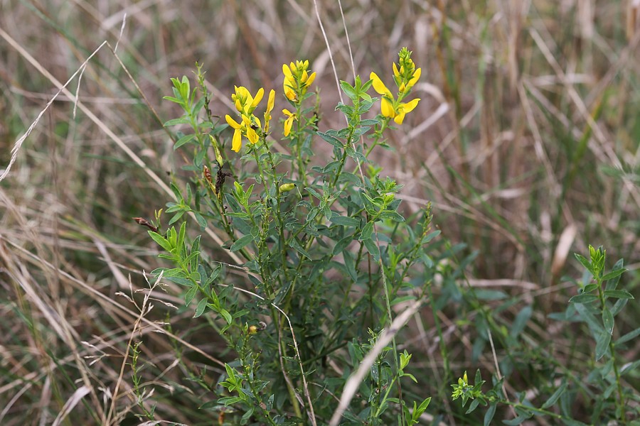 Image of Genista tinctoria specimen.