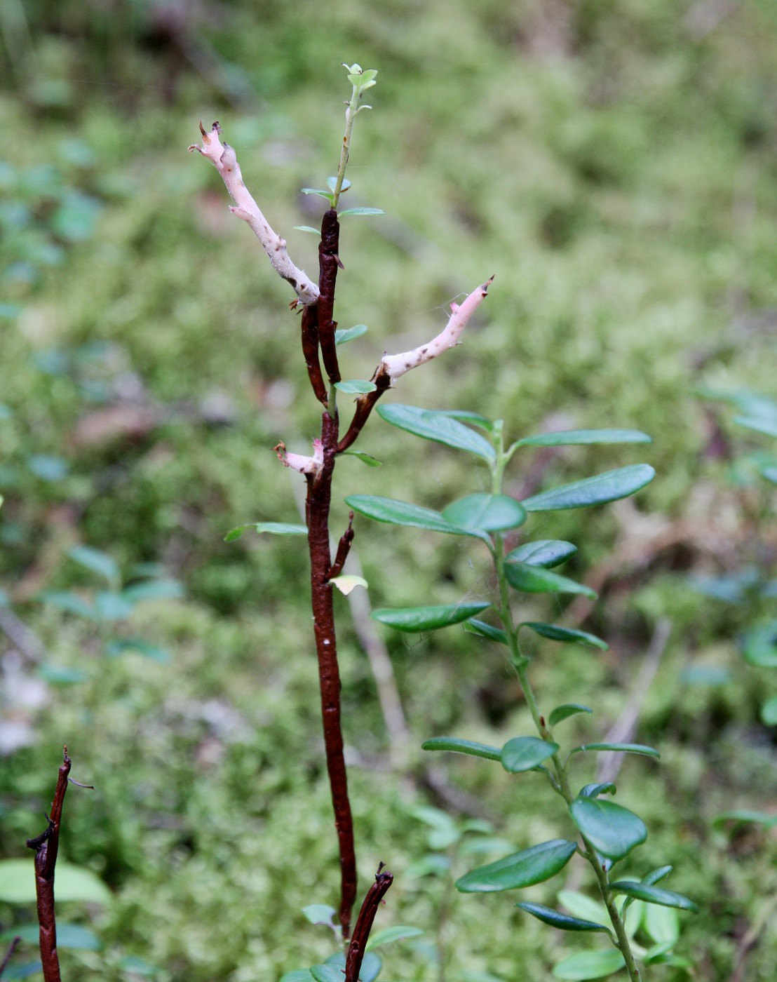 Image of Vaccinium vitis-idaea specimen.