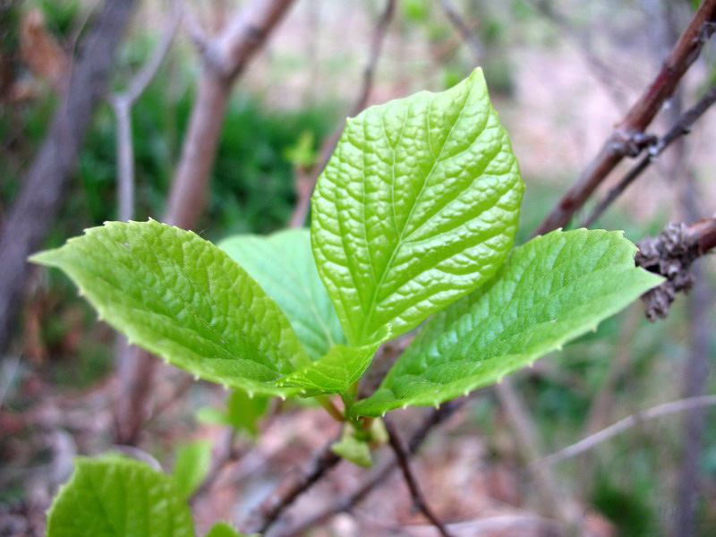 Image of Schisandra chinensis specimen.