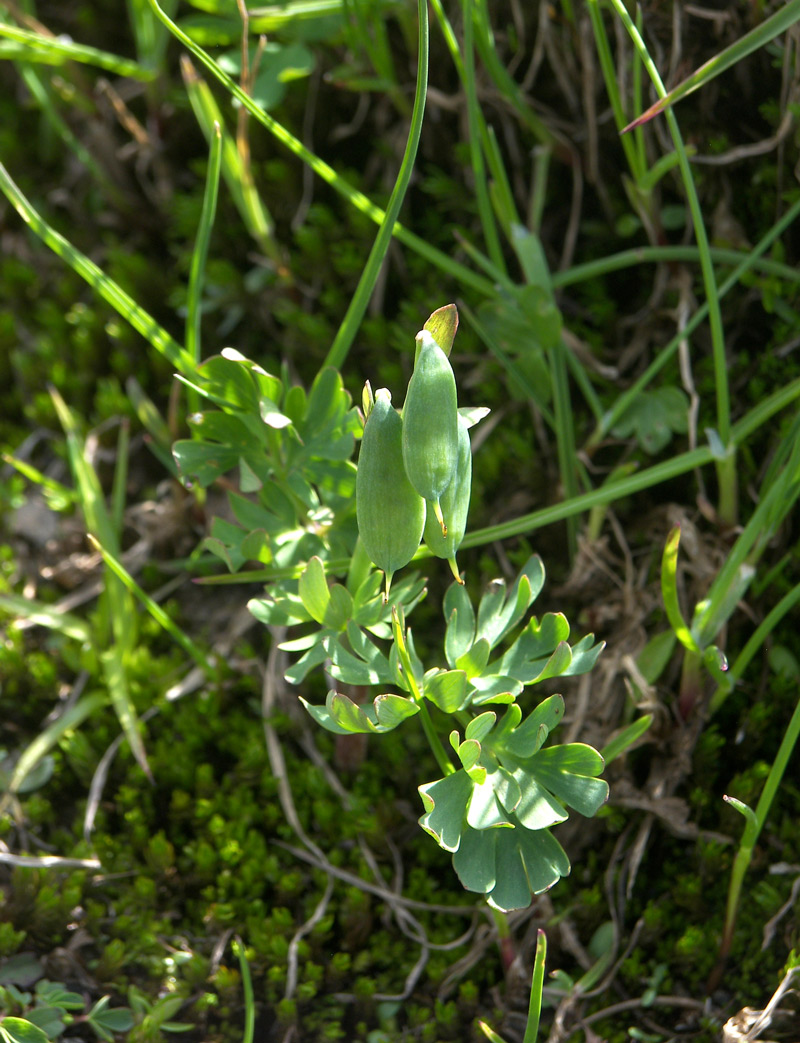 Image of Corydalis conorhiza specimen.