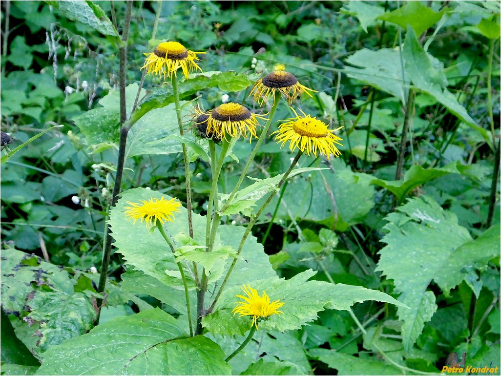 Image of Telekia speciosa specimen.