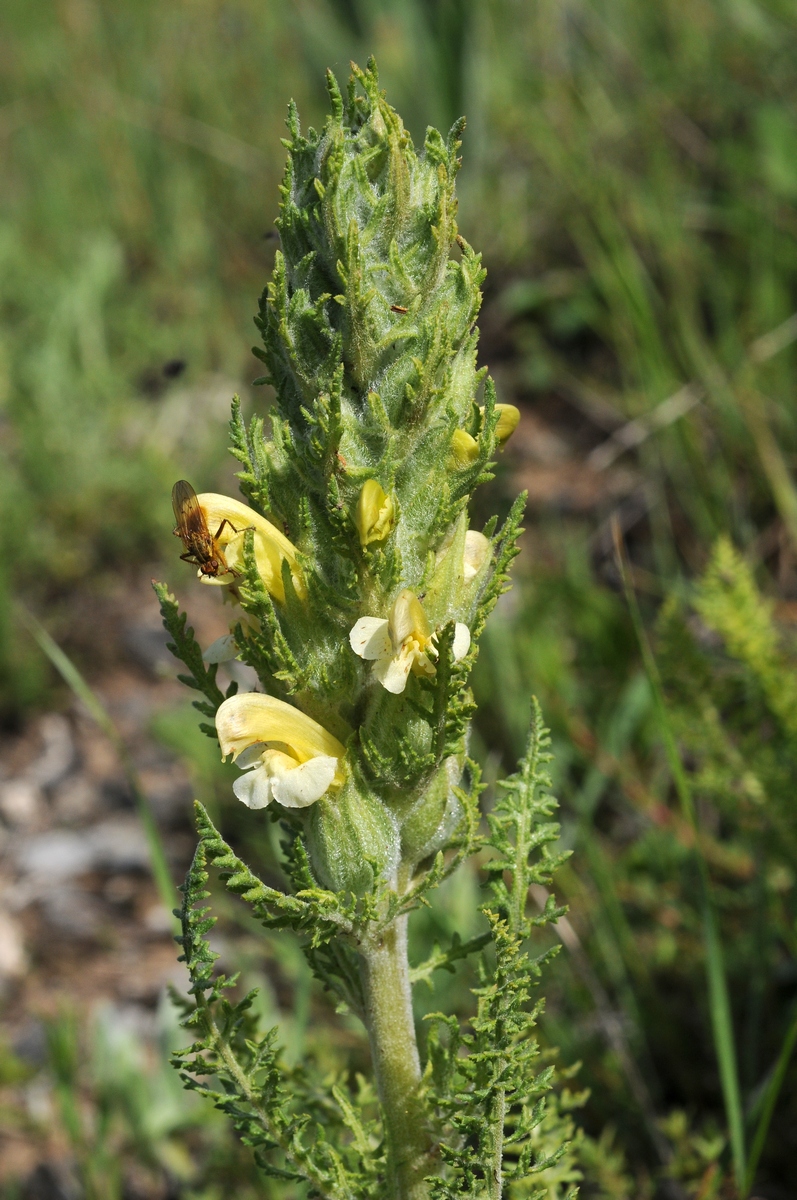 Image of Pedicularis talassica specimen.