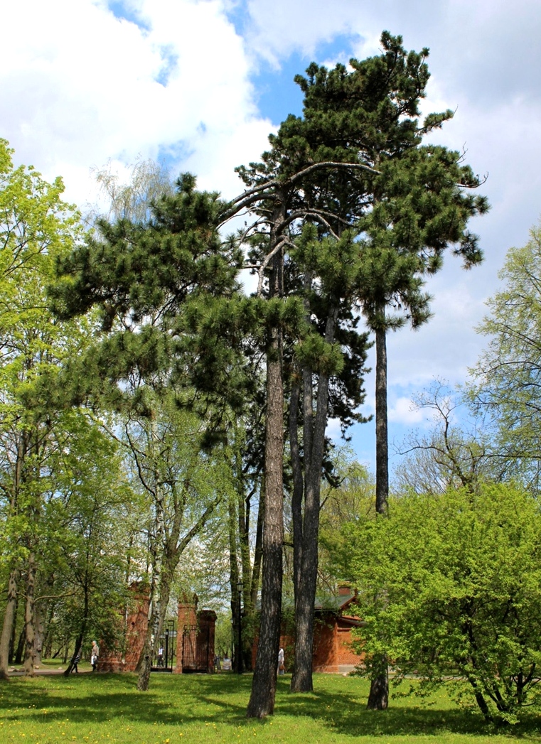 Изображение особи Pinus pallasiana.