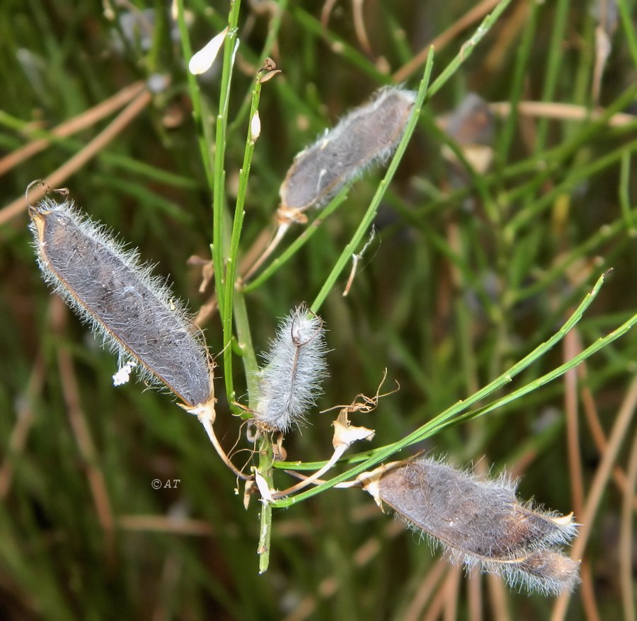 Image of Cytisus oromediterraneus specimen.