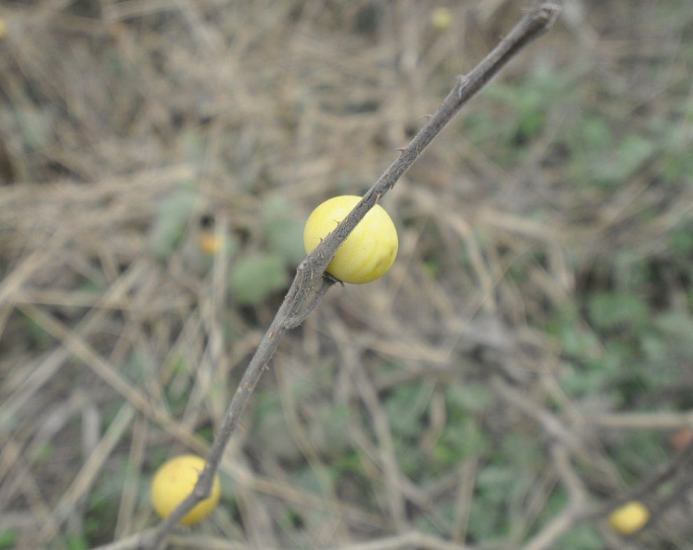 Image of genus Solanum specimen.