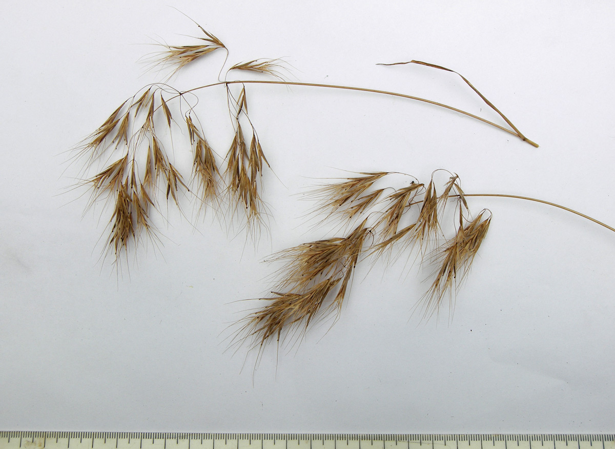 Image of Anisantha tectorum specimen.