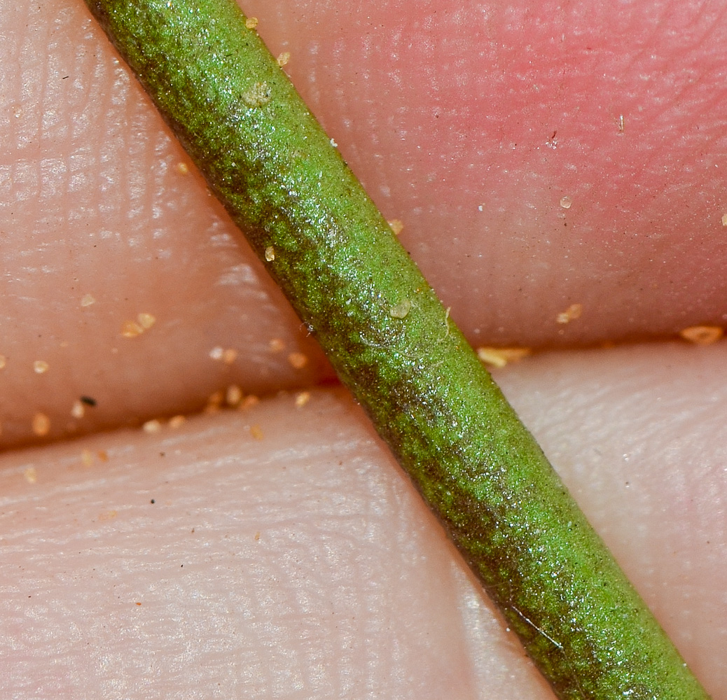 Image of Silene modesta specimen.