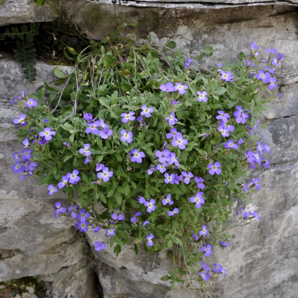 Изображение особи Aubrieta thessala.