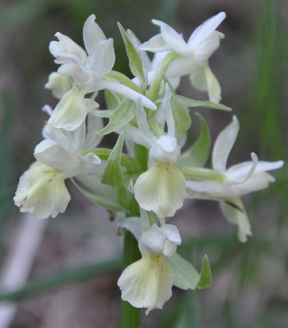 Image of Dactylorhiza sambucina specimen.