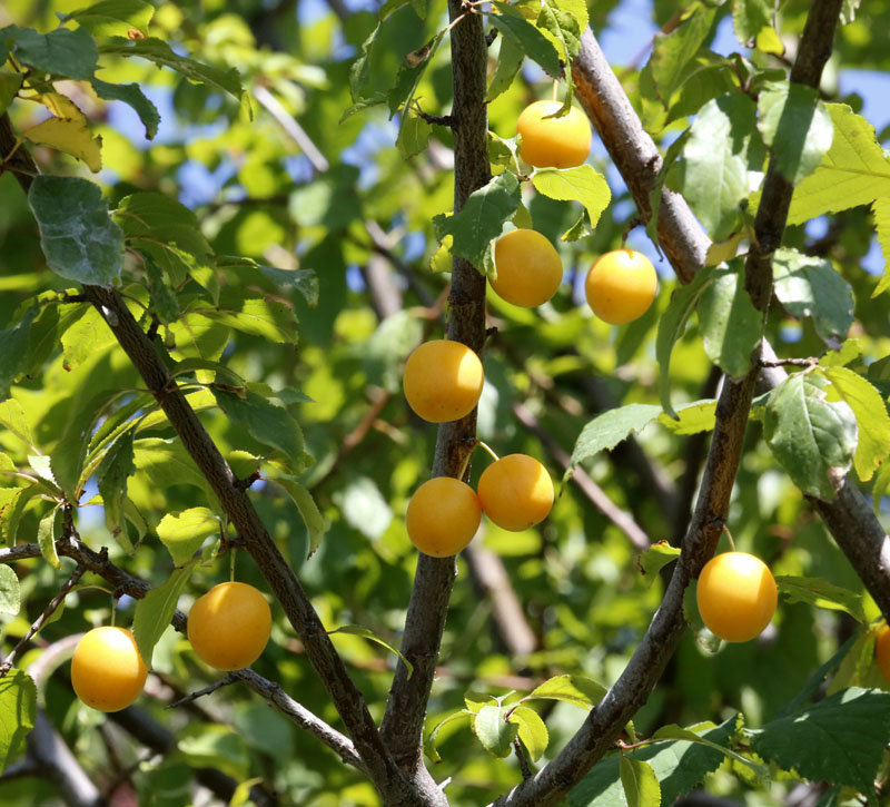 Image of Prunus cerasifera specimen.