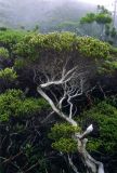 род Leptospermum. Ствол и крона дерева. Малайзия, о. Борнео, склон горы Кинабалу, высота 2500 м н.у.м., дождевой лес. Октябрь 2004 г.