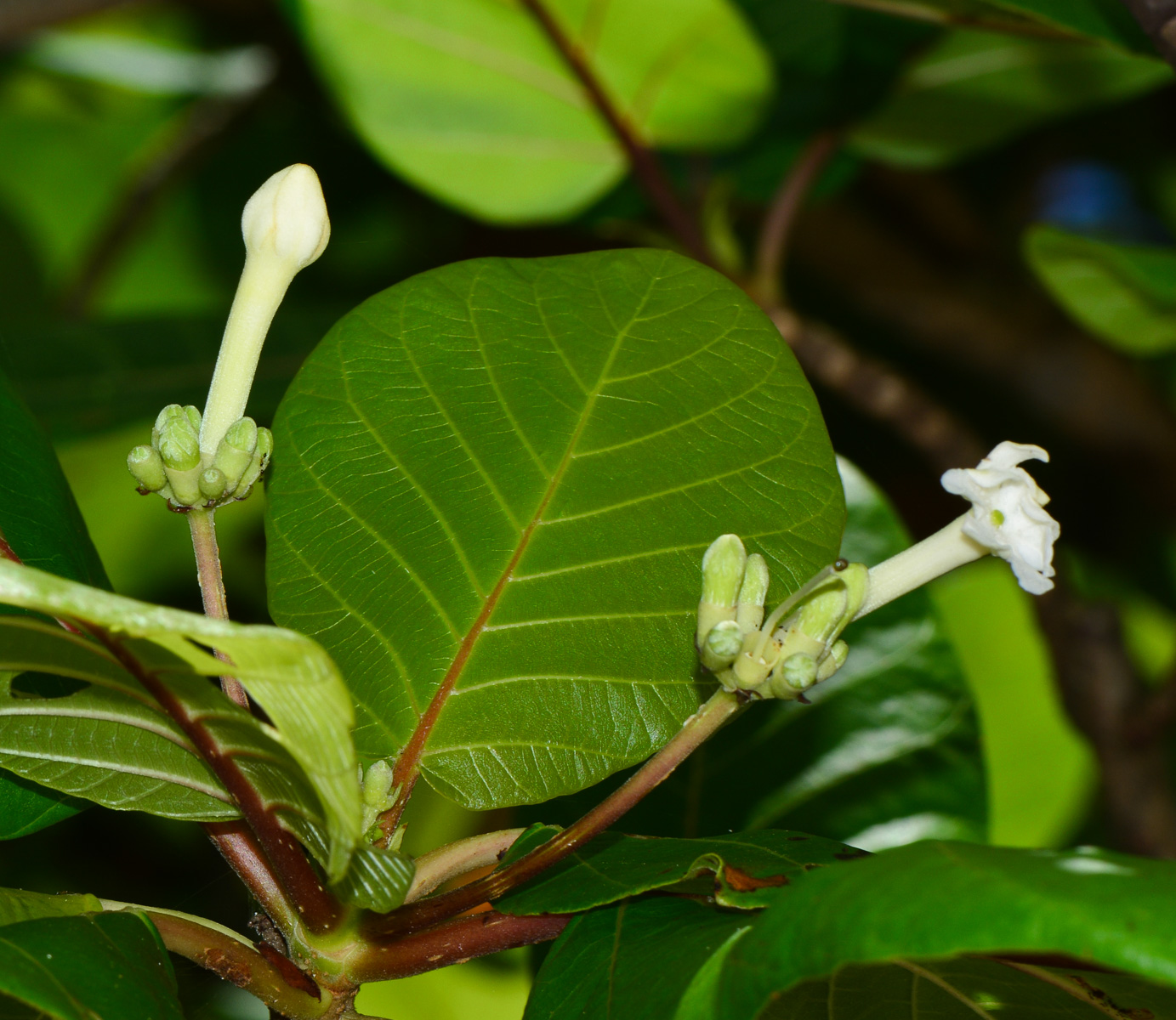 Image of Guettarda speciosa specimen.